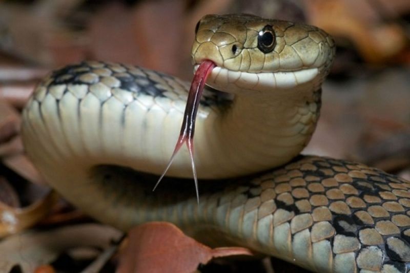 Mộng thấy rắn đuổi mình trong giấc mơ thể hiện cho nỗi sợ hãi