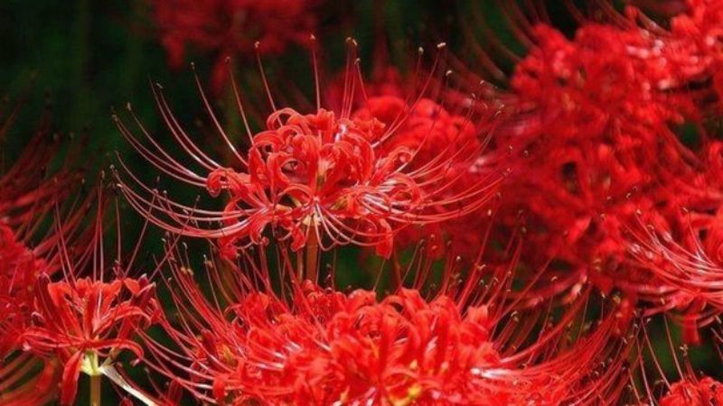 Luận giải chi tiết về giấc chiêm bao hoa bỉ ngạn đỏ