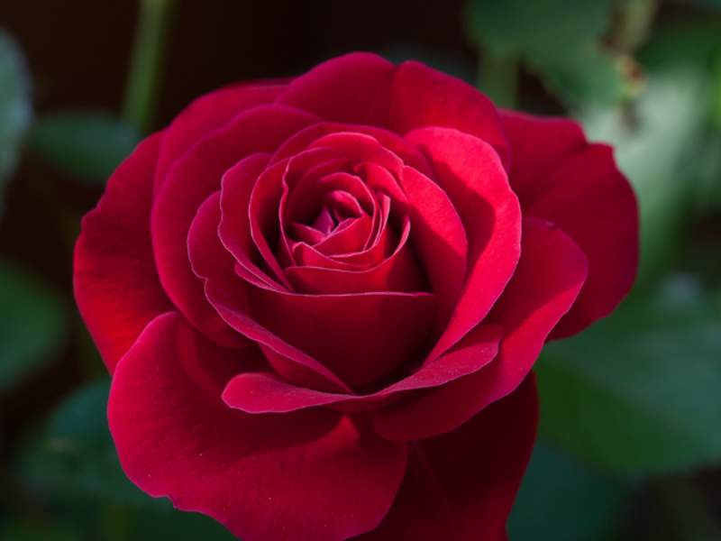 Giải mã bí ẩn về giấc chiêm bao thấy hoa hồng