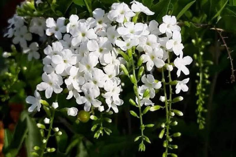 Luận giải bí ẩn về giấc chiêm bao thấy hoa màu trắng